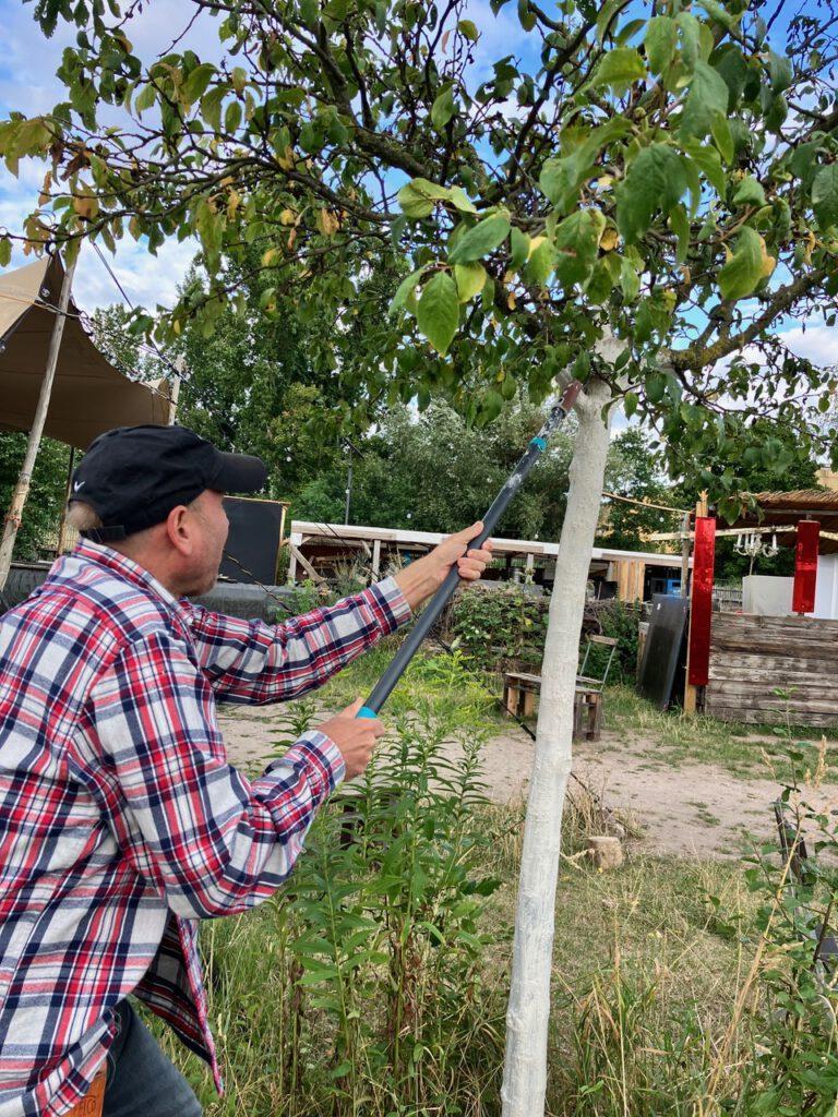Anstrich eines Obstbaumstamms mit Löschkalk im Obstgarten Plagwitz