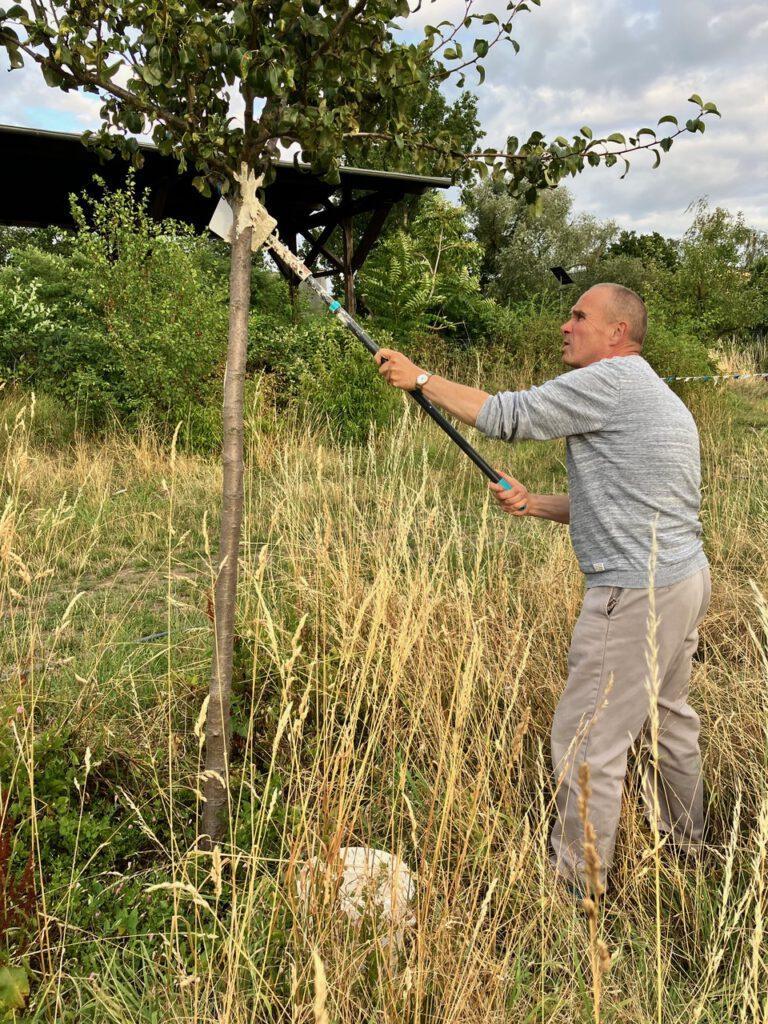 Baumpflege mit Stange am jungen Obstbaum im Obstgarten
